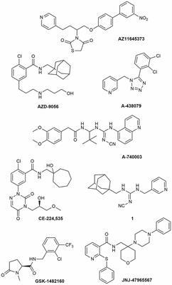 P2X7 Receptor Antagonism as a Potential Therapy in Amyotrophic Lateral Sclerosis